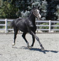 sircalito 017